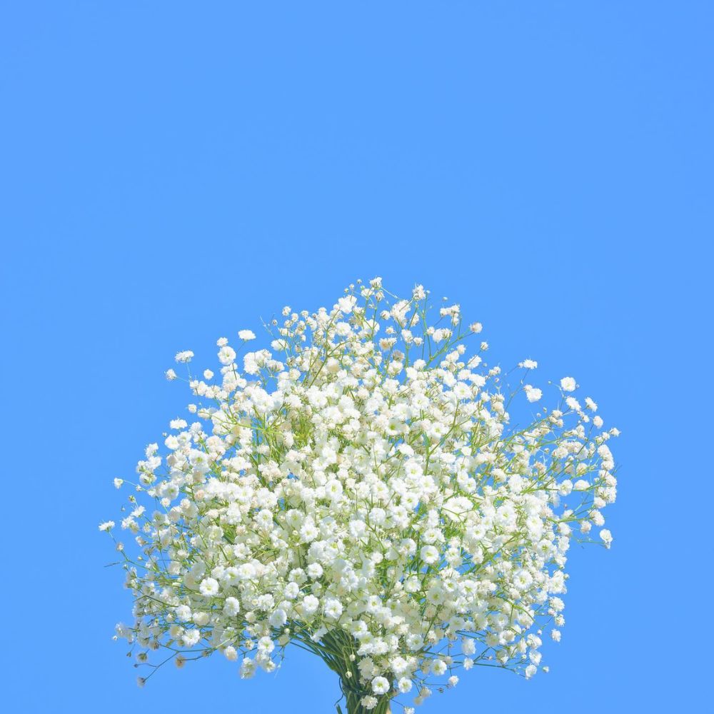 Gypsophila Xlence by Musteries