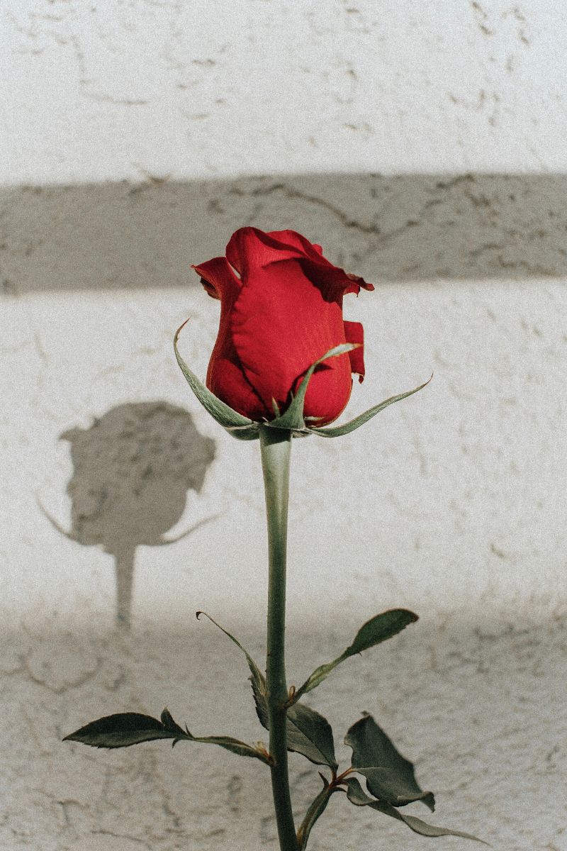 Significance of one single red rose