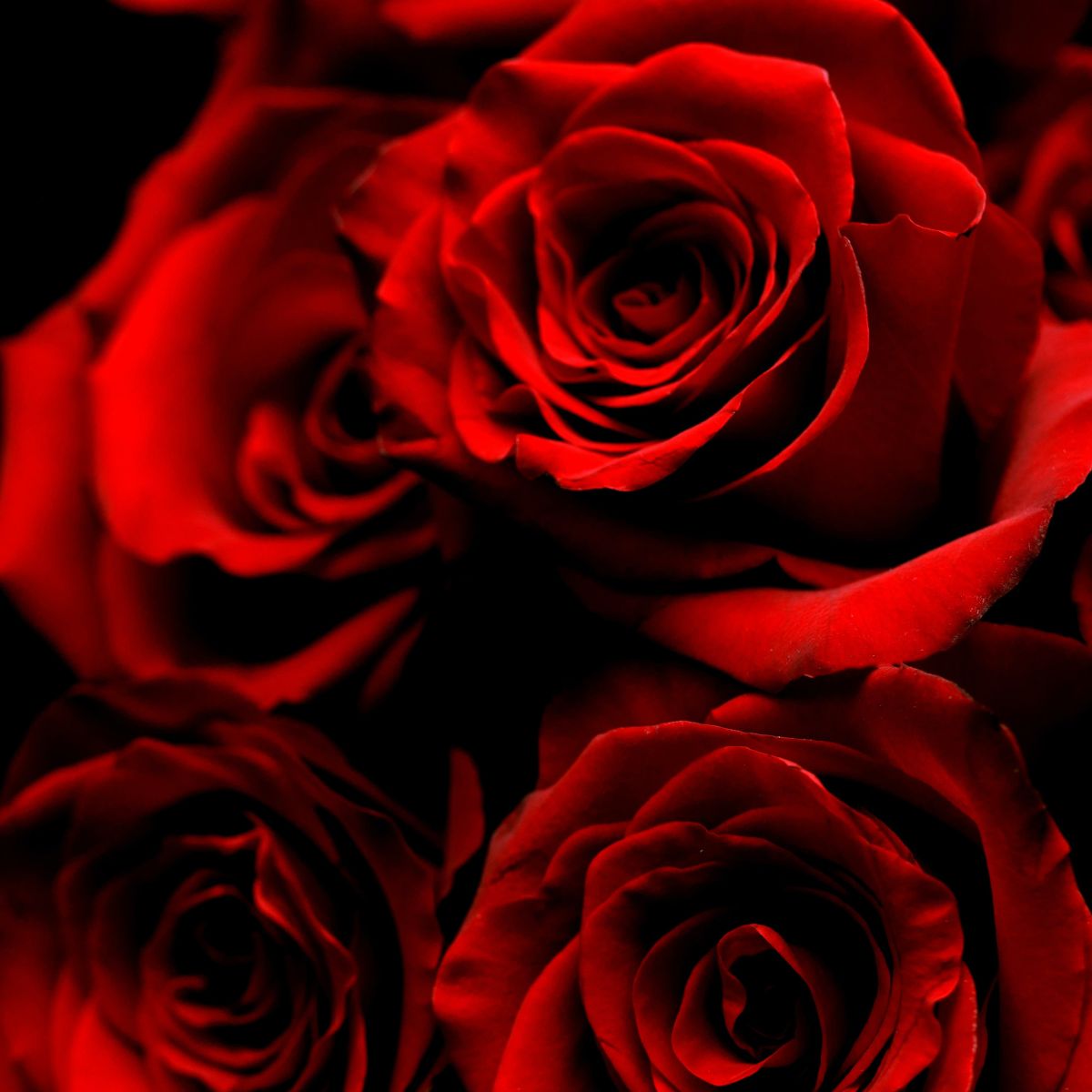 the-significance-of-red-roses-on-valentines-day-featured