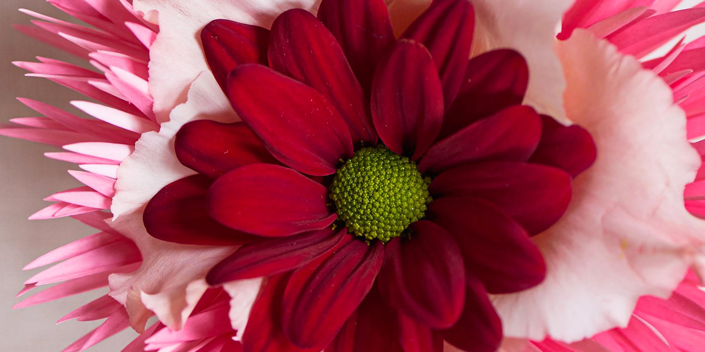 chrysanthemum-barolo-a-valentines-must-featured