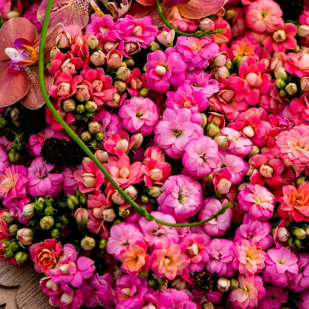 Kalanchoe cut flower pink