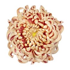 Chrysanthemum Vienna Copper - Product onThursd