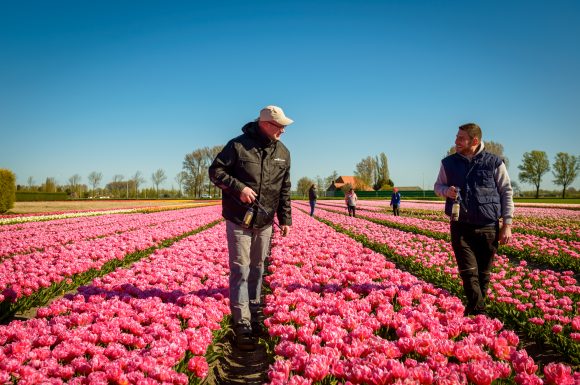 Checking Tulips in the field