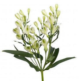 Alstroemeria Florinca White Pearls - Product on Thursd