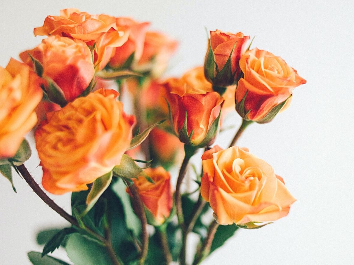 Meaning of the 10 most popular flowers as gifts includes roses