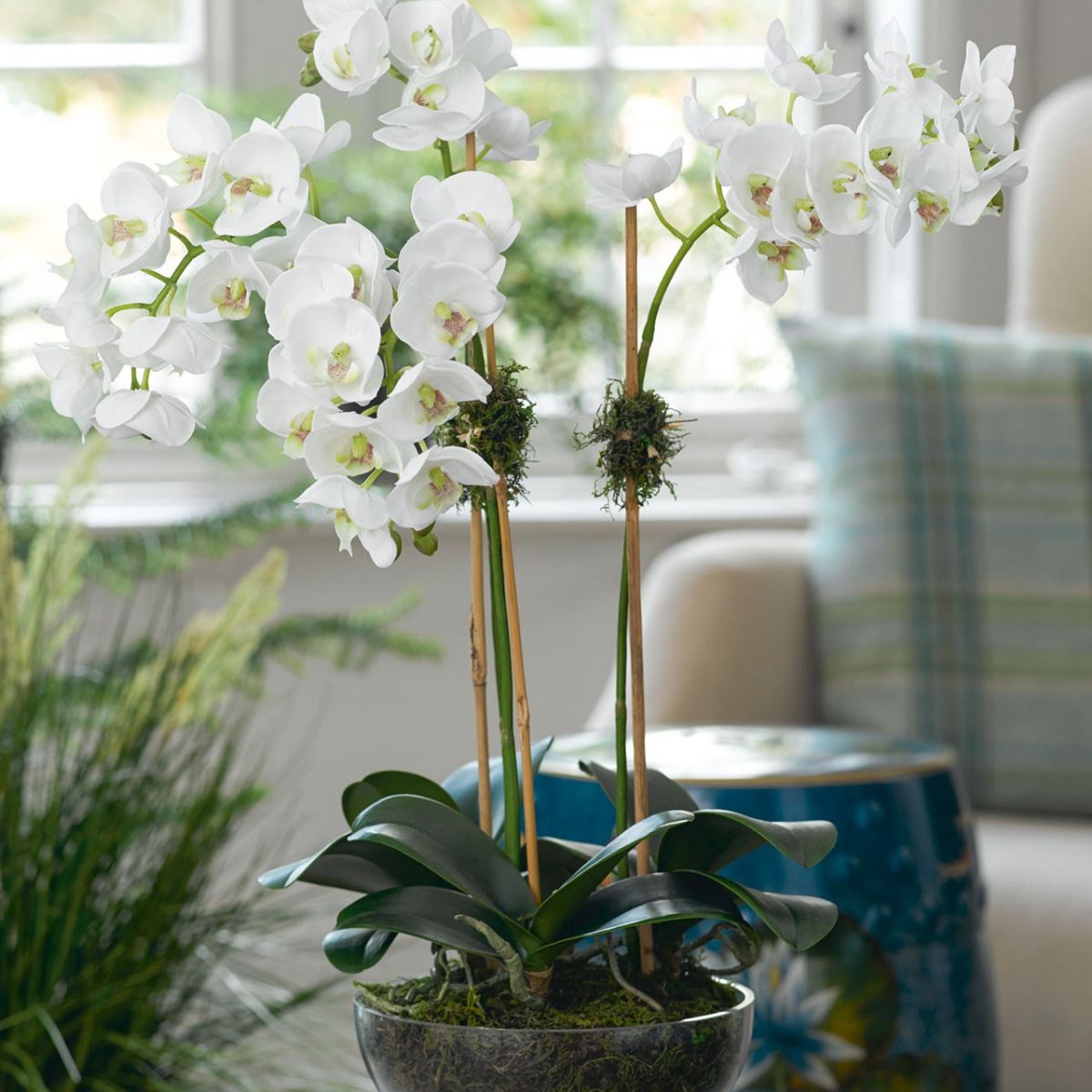 Orchids are one of the most delicate gifts to give