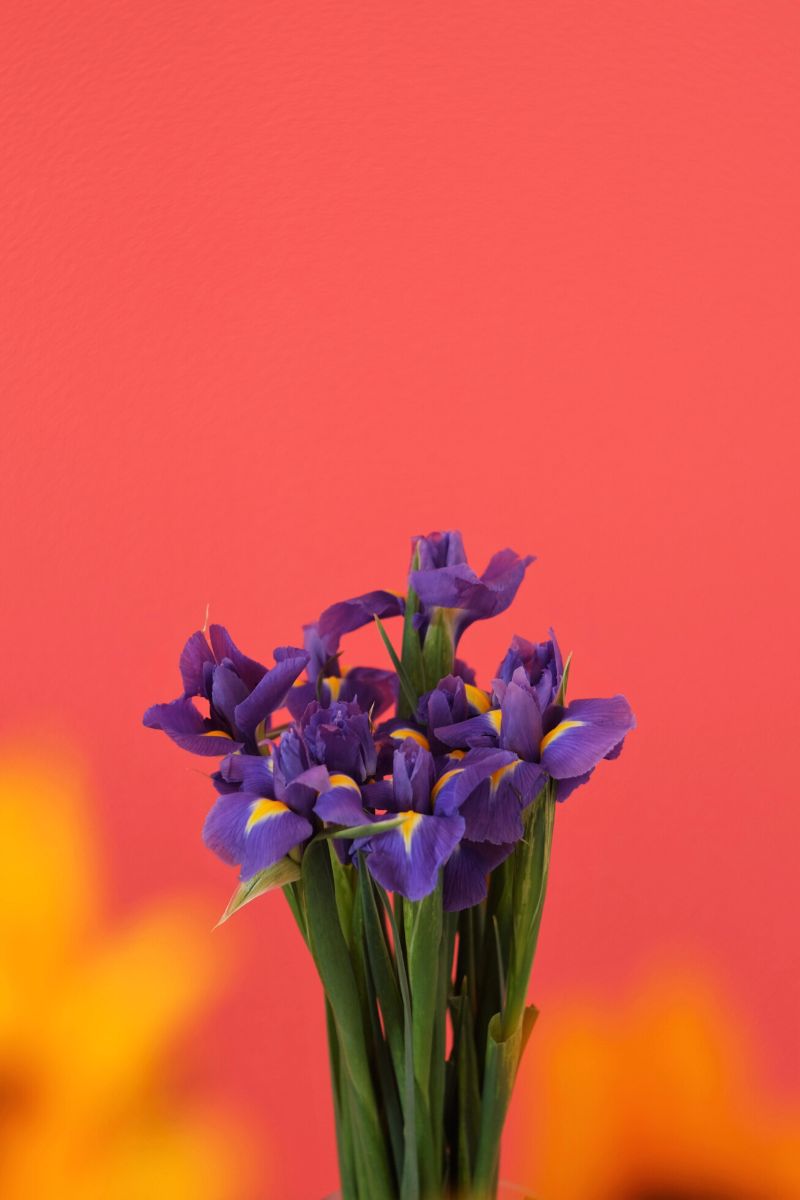 Purple iris flowers