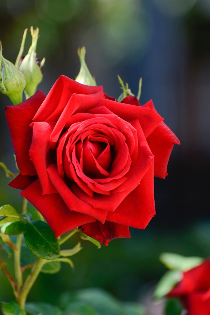 Red rose color meaning