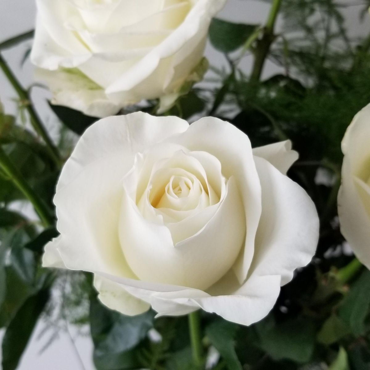 white flower rose