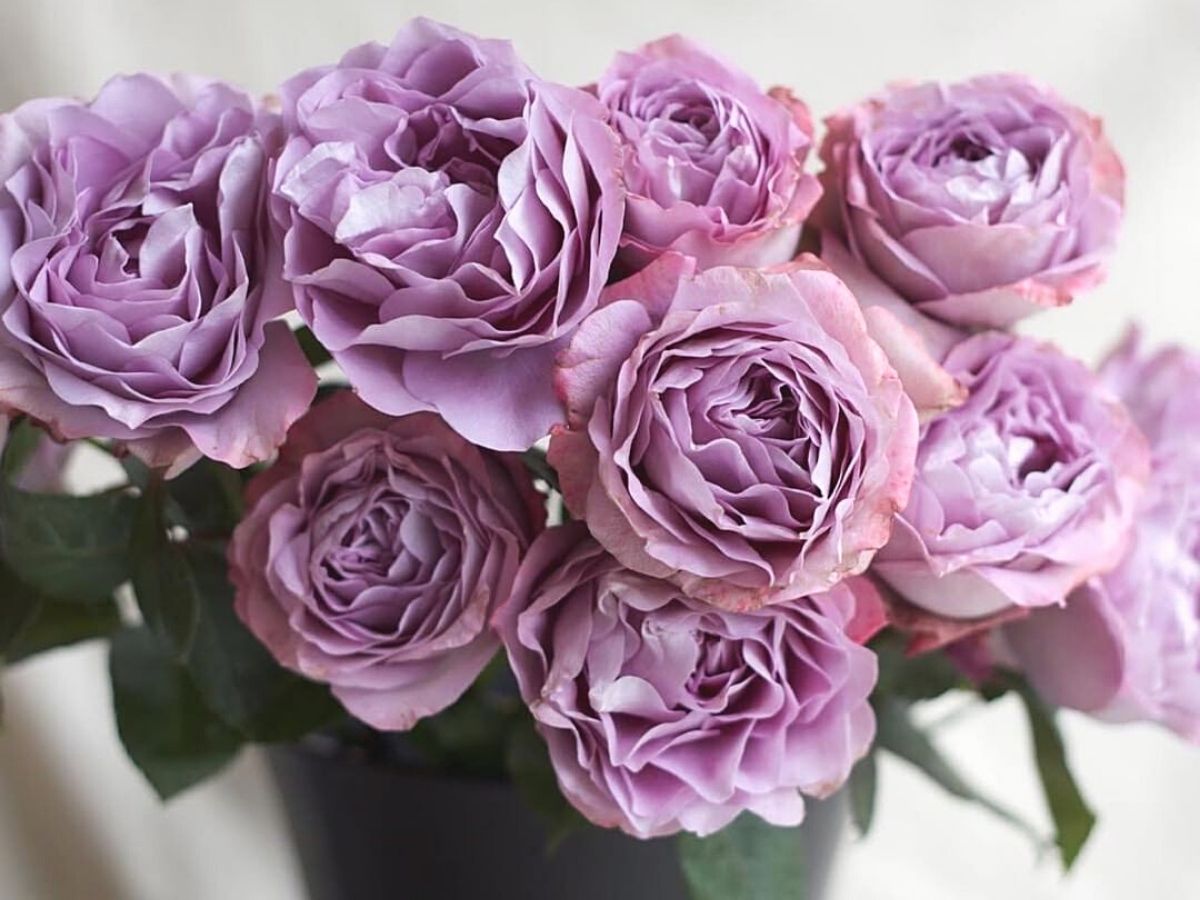 Heavenly lavender roses and their color meaning
