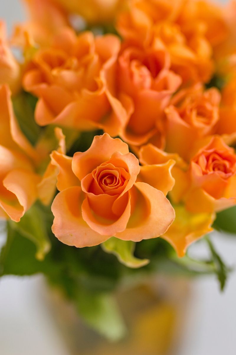 Beautiful orange roses