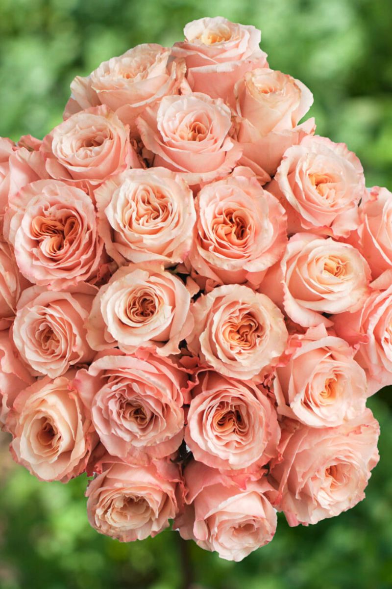 Learn the symbolism of peach roses and other rose colors