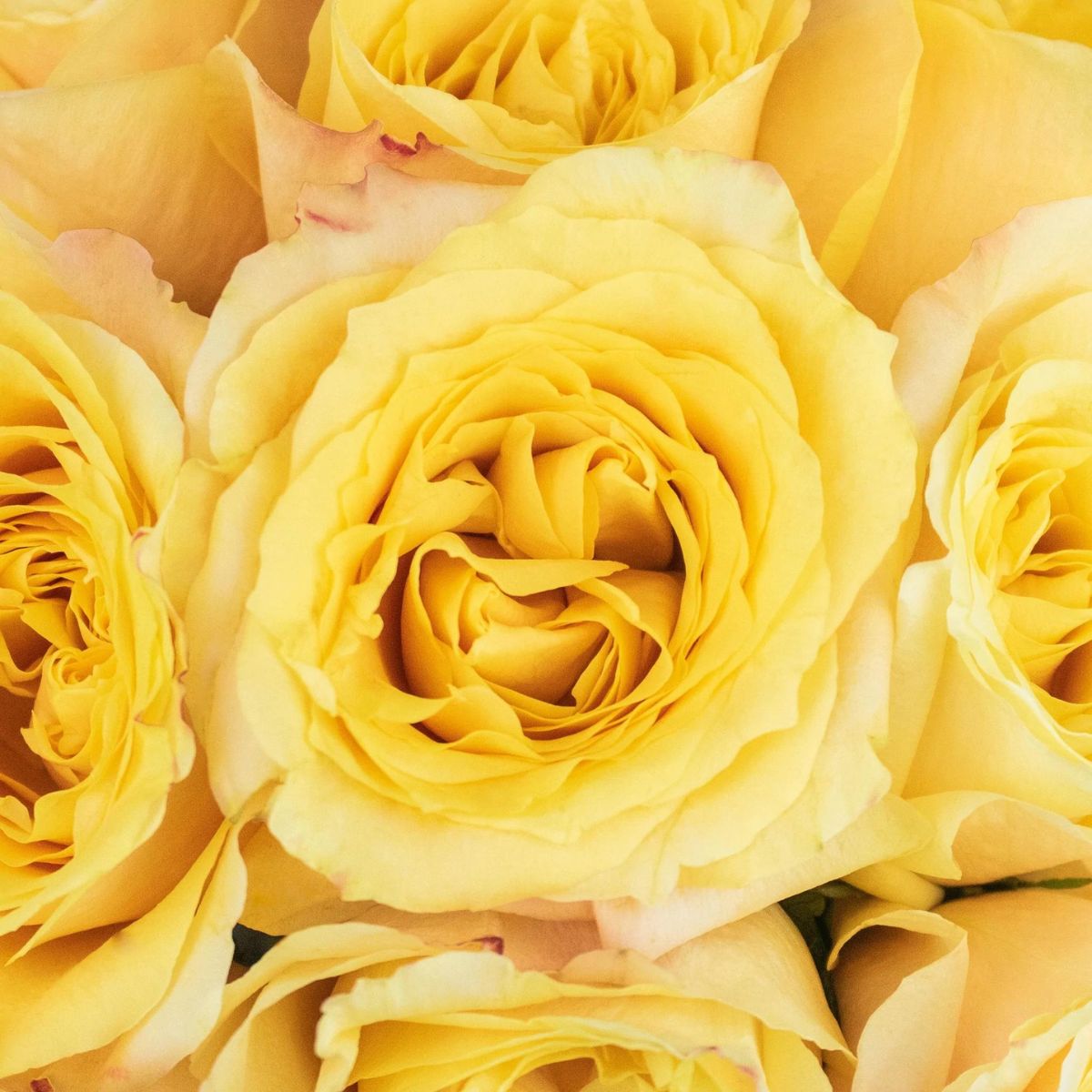 What yellow roses symbolize