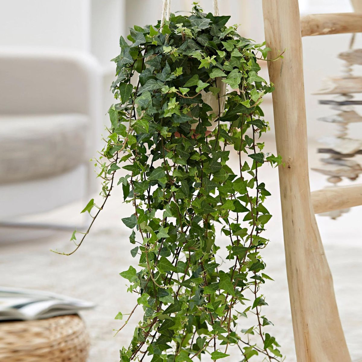 Hanging english ivy plant featured