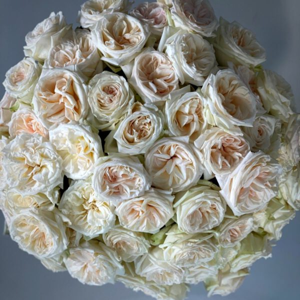 White O'Hara roses in large bouquet