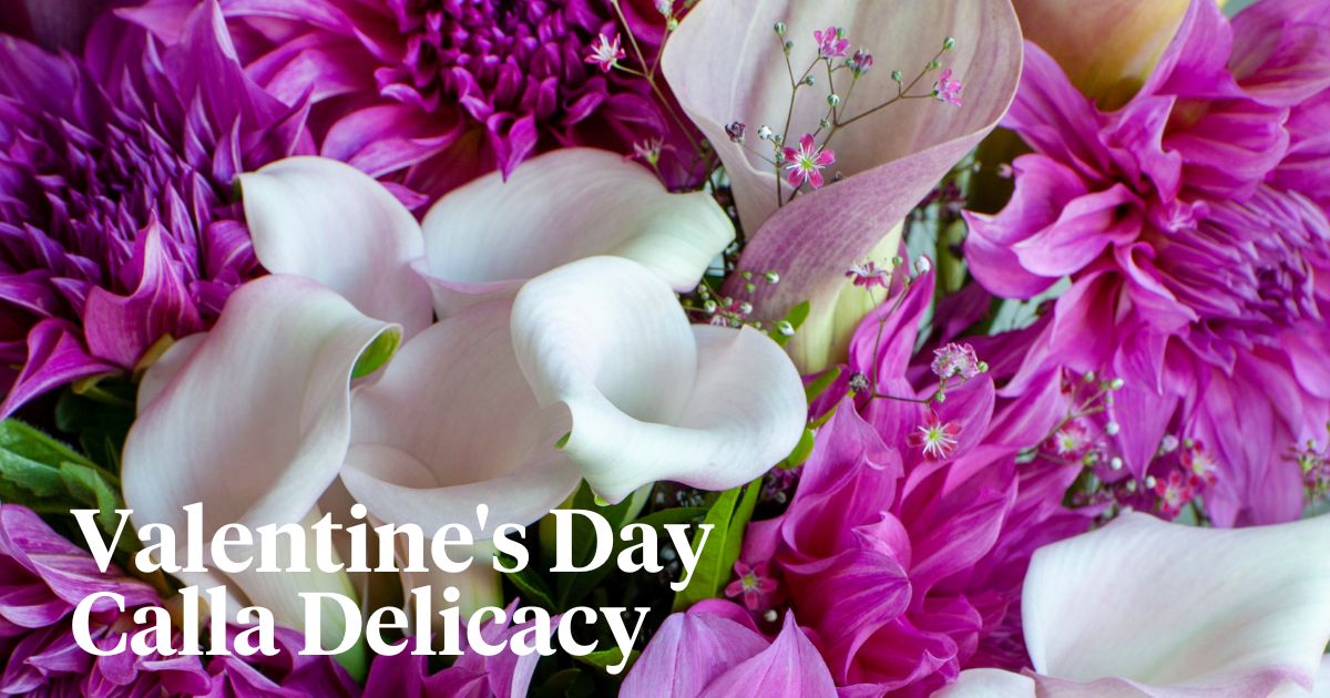 Valentines day calla delicacy header
