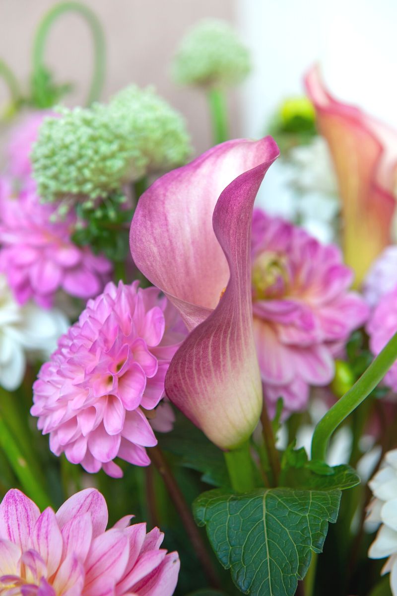 Calla pairing with other flowers for a valentines day bouquet