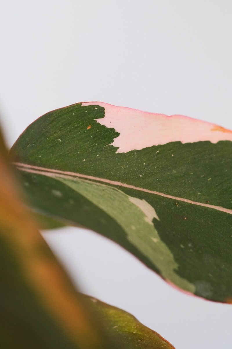 How to care for pink princess philodendron
