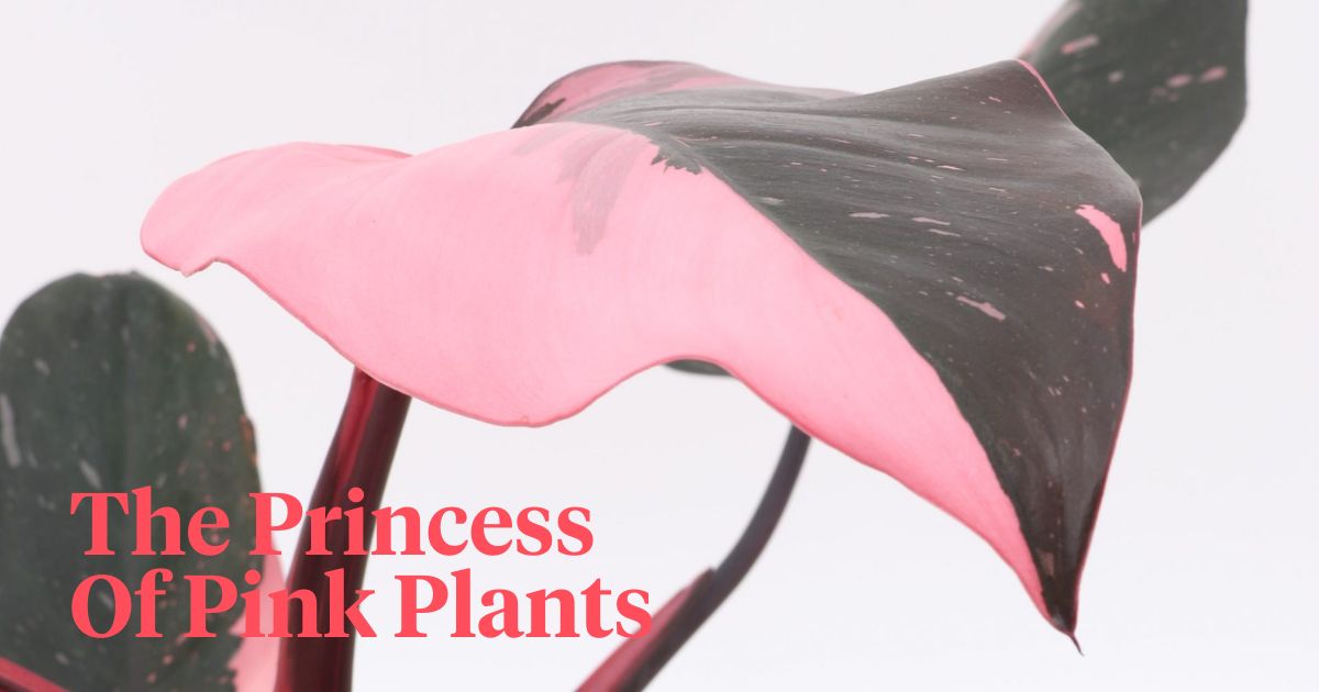 Pink princess philodendron the queen of pink plants header