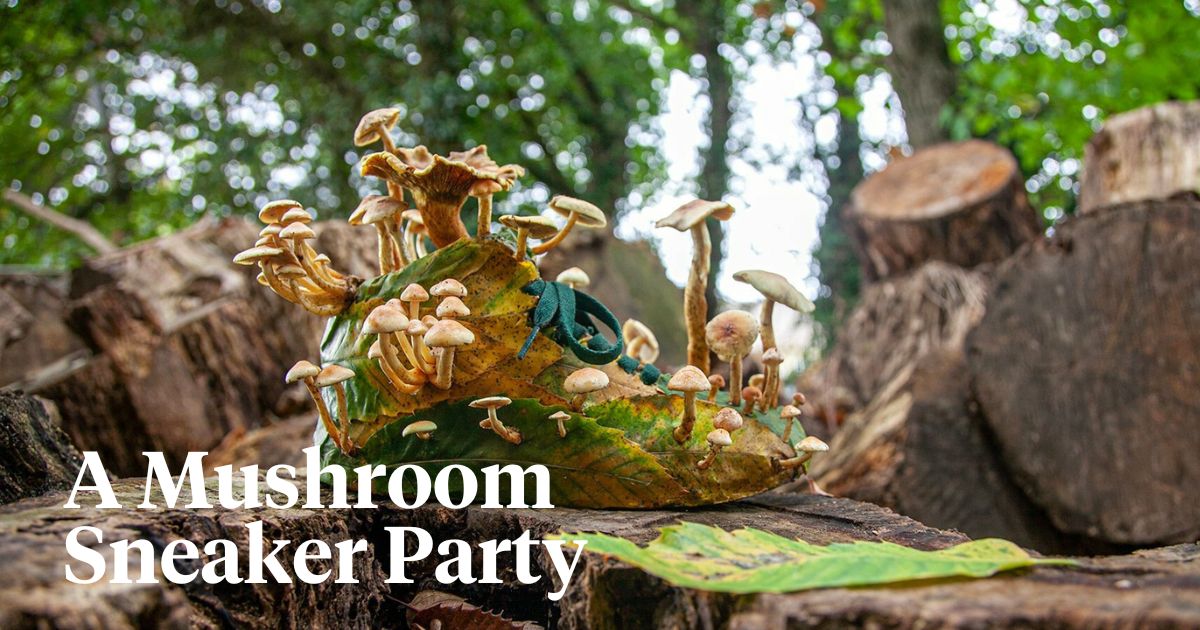 Mushroom sneaker party monsieur plant header