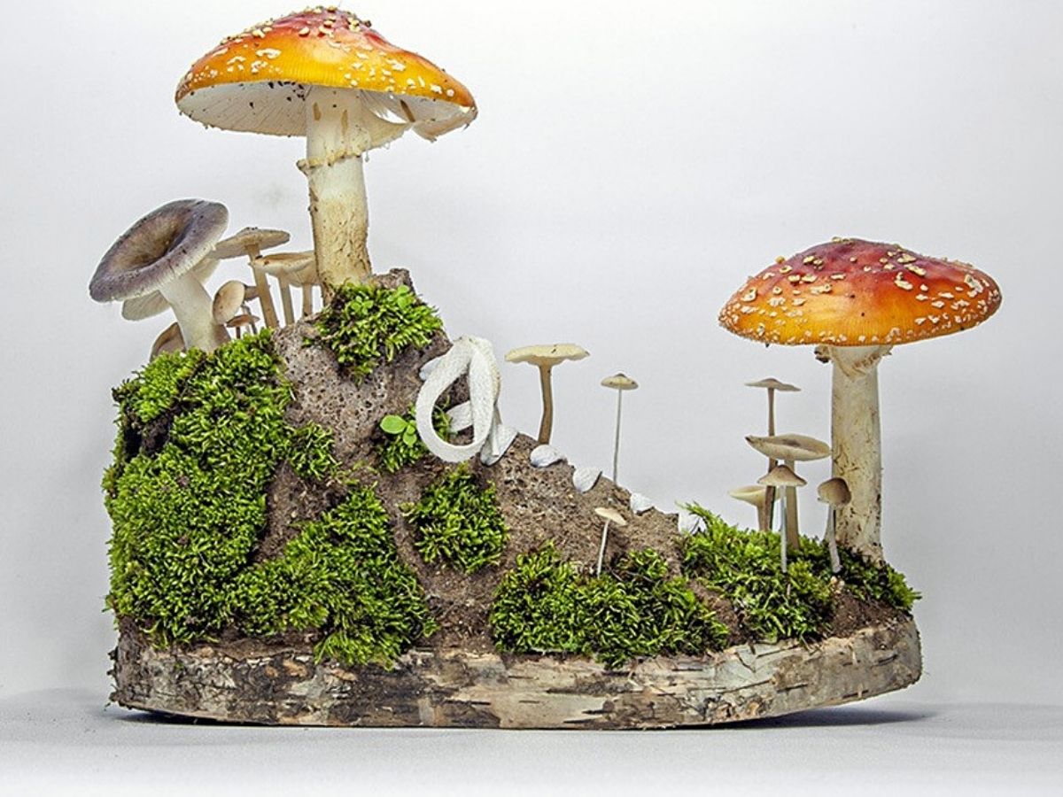 Fungi and bark tree sneaker by Monsieur Plant