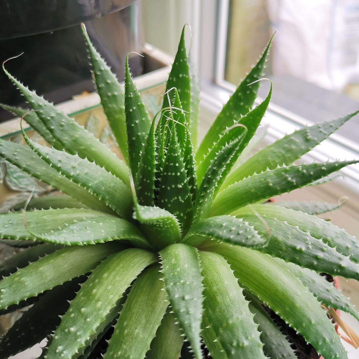 Aloe vera poisonous houseplant for dogs