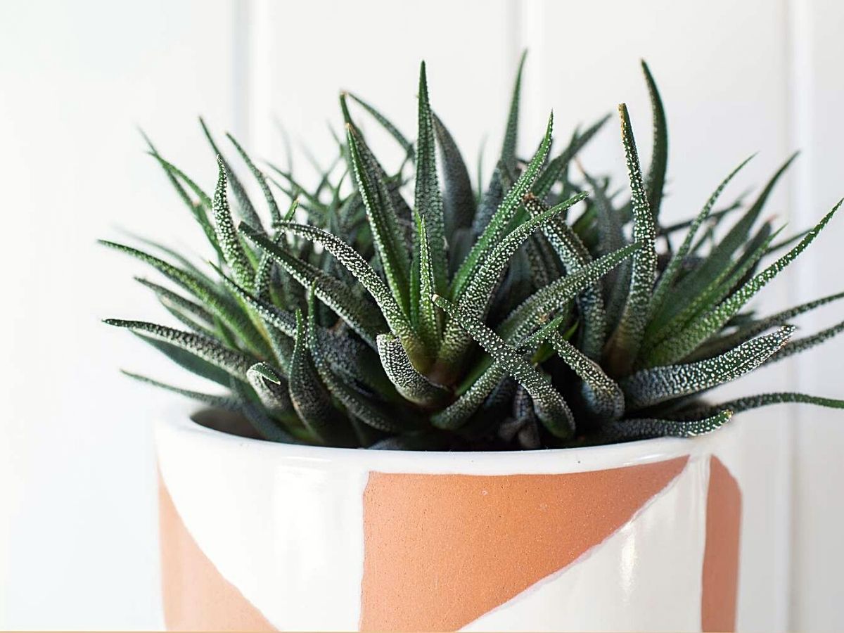 Haworthia houseplant safe for dogs