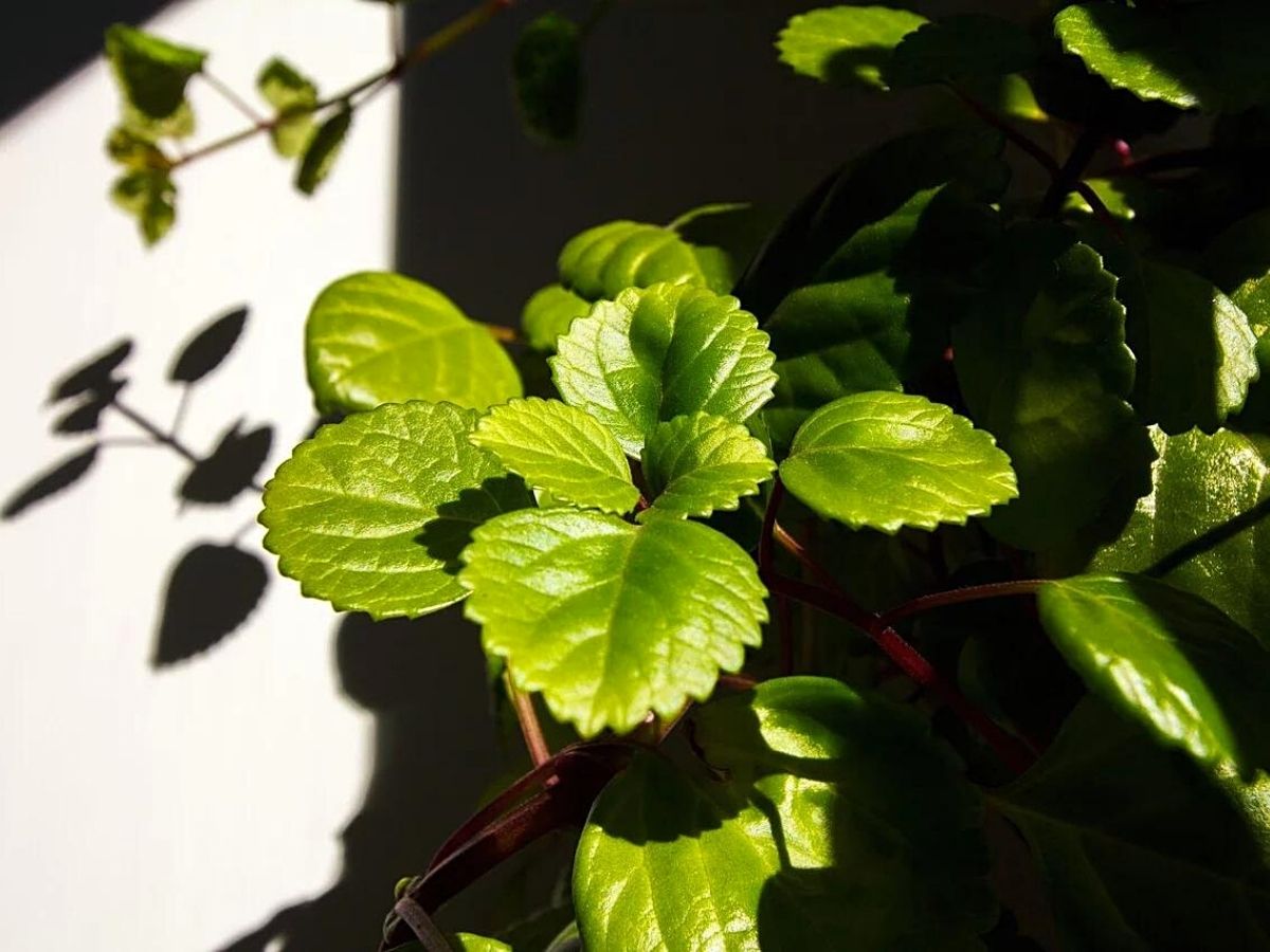 Swedish ivy houseplant