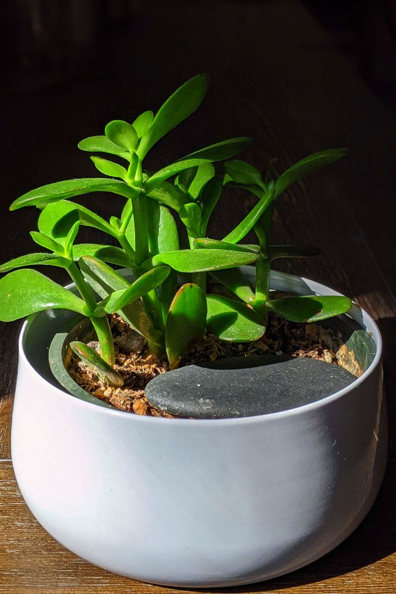 The jade plant is a poisonous houseplant for dogs