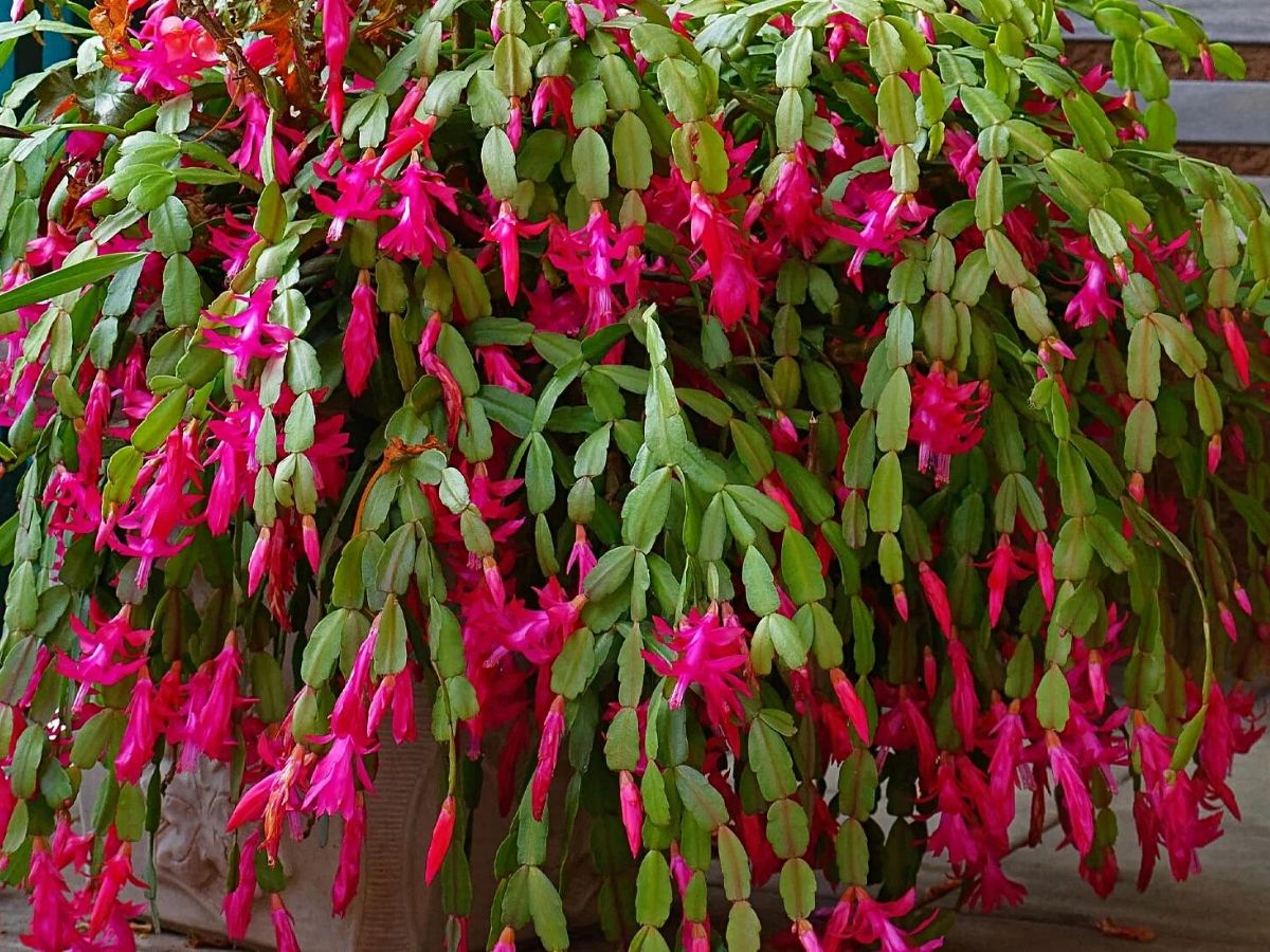 Christmas cactus houseplant