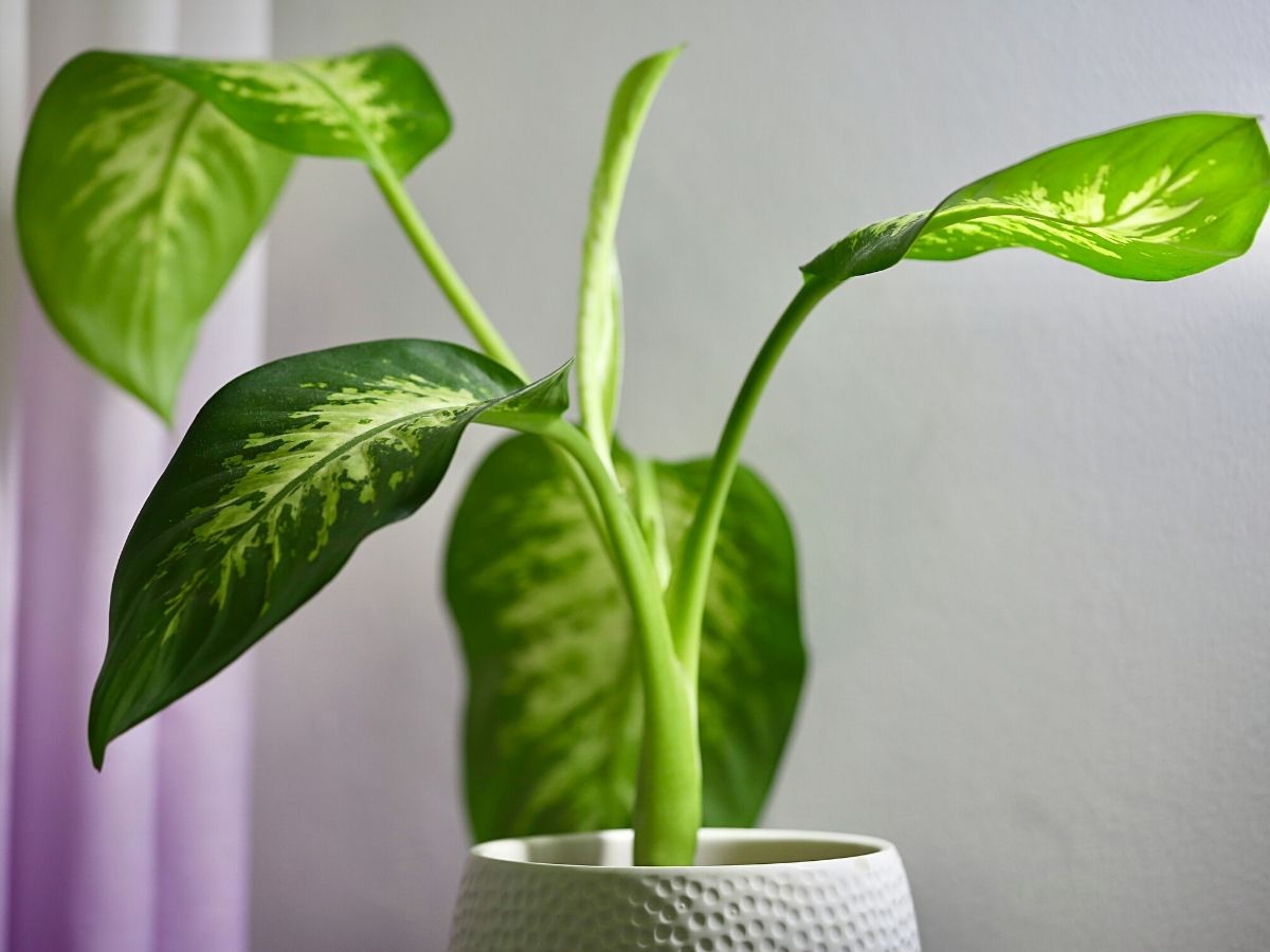 Dieffenbachia plant store poisonous to dogs