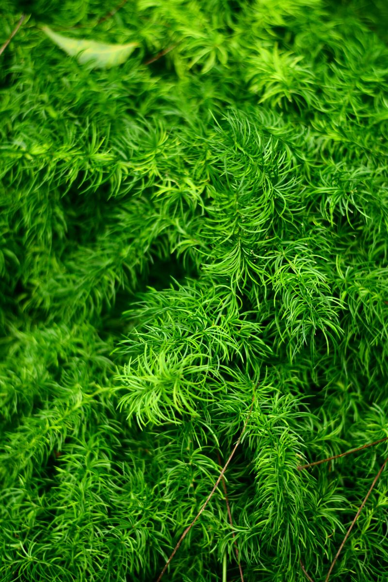 Asparagus fern