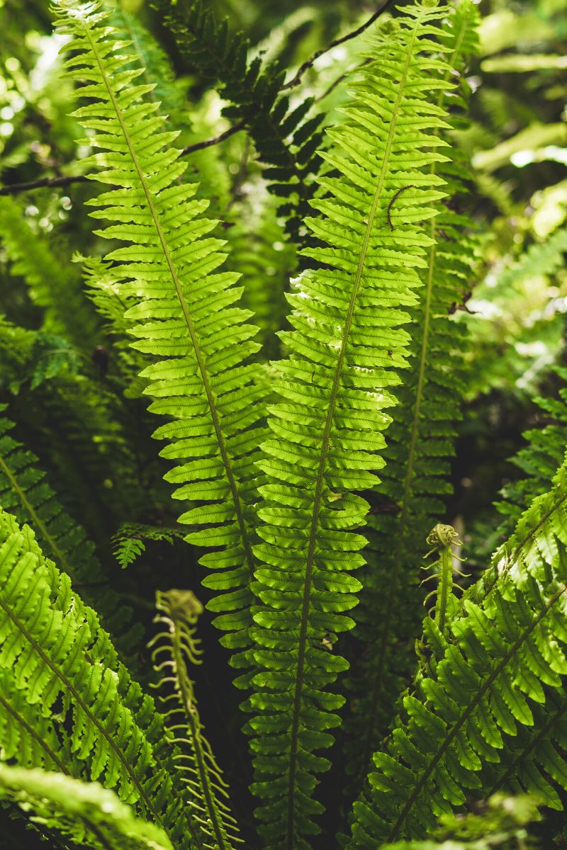 Boston fern houseplant safe for dogs