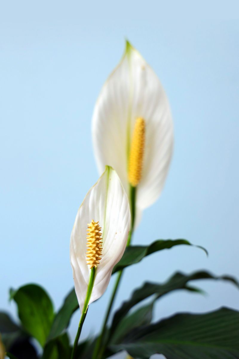Peace lily poisonous plant