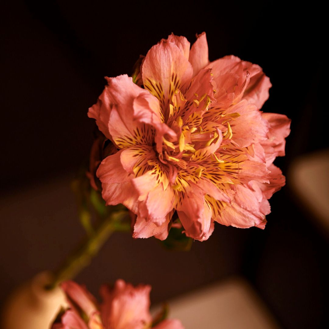 Alstroemeria Fashionista Pink by Black Tulip Flowers