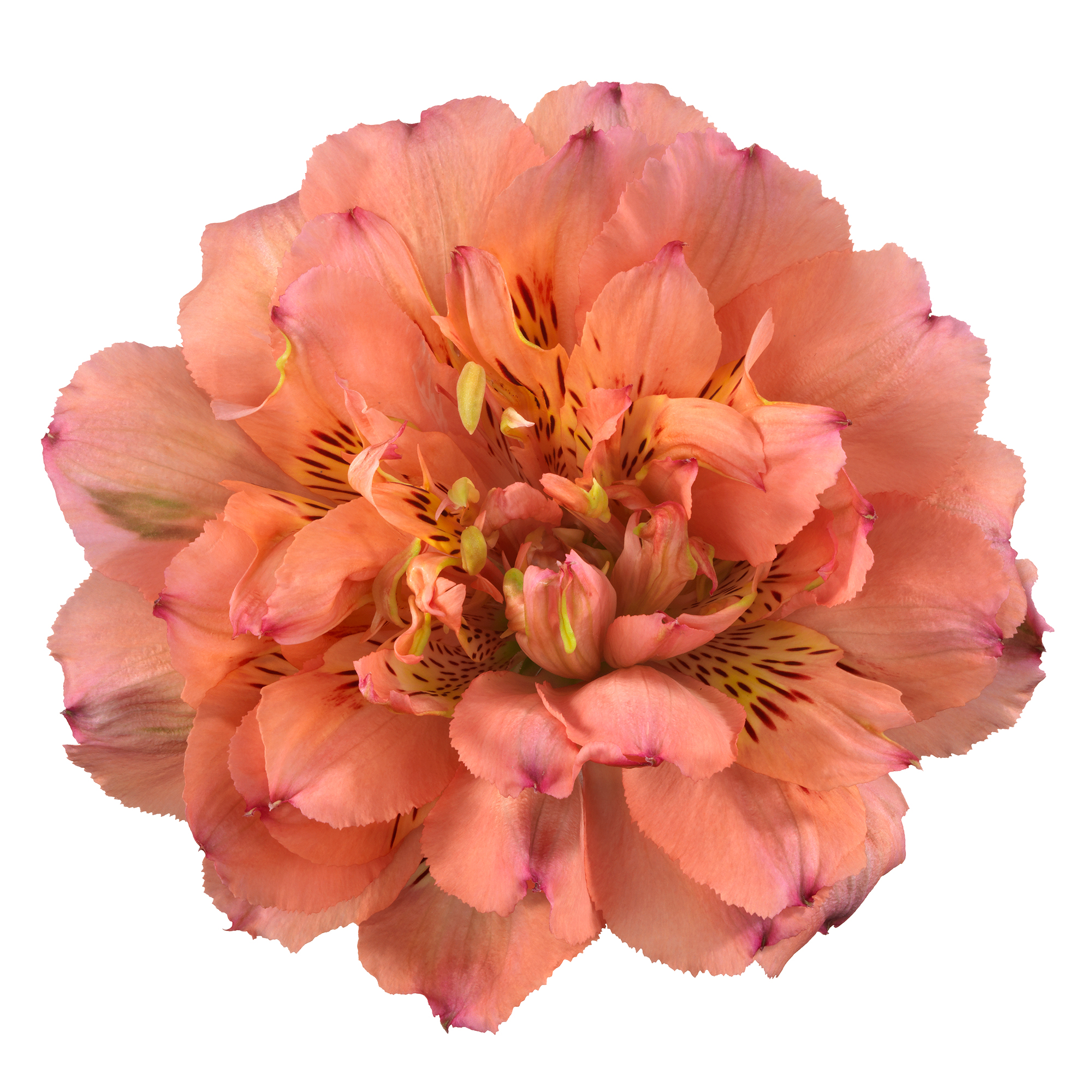 Alstroemeria Fashionista Are You One of the First to Get Them