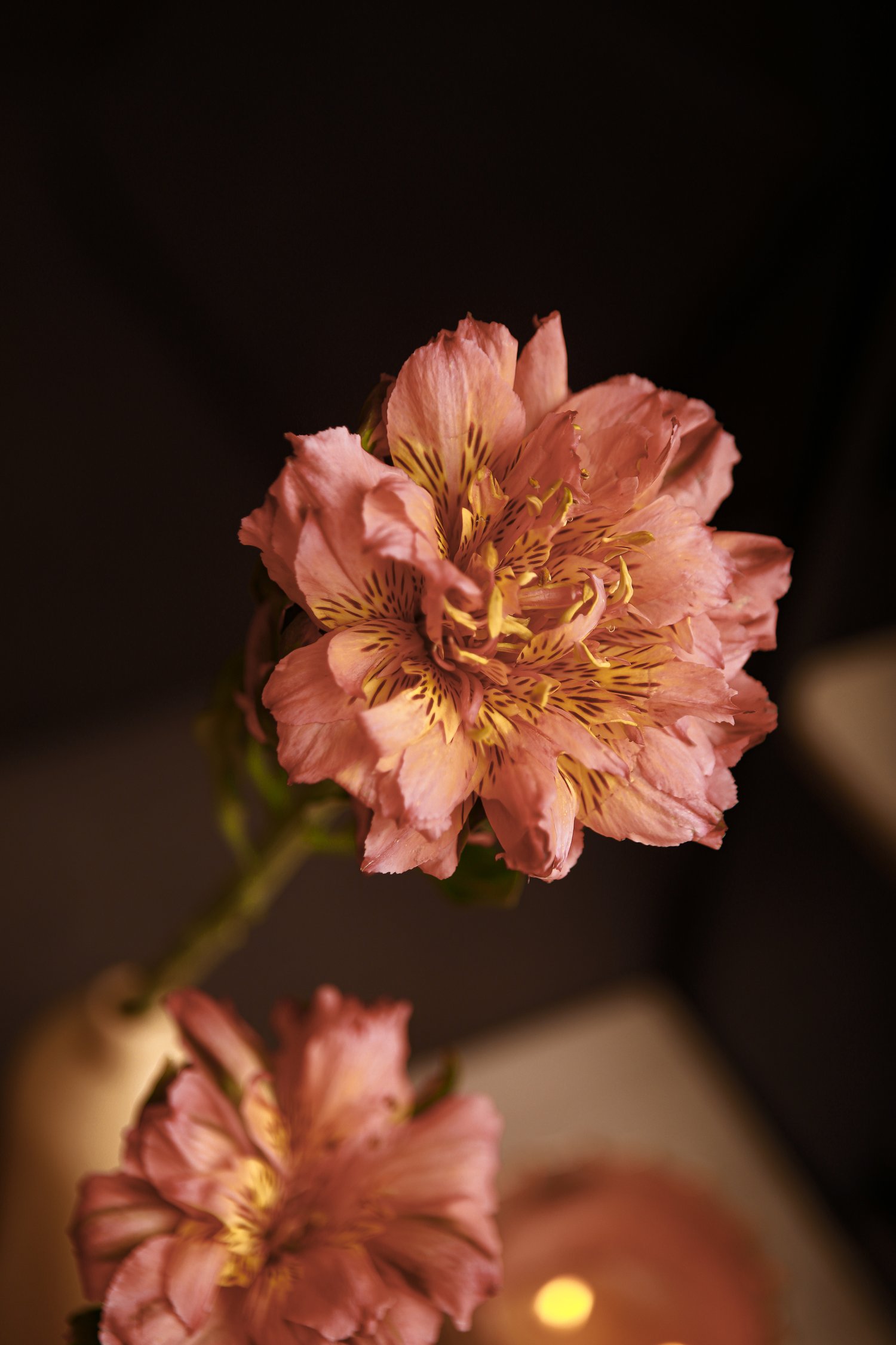 Alstroemeria Fashionista Photo by Plazoleta Flowers