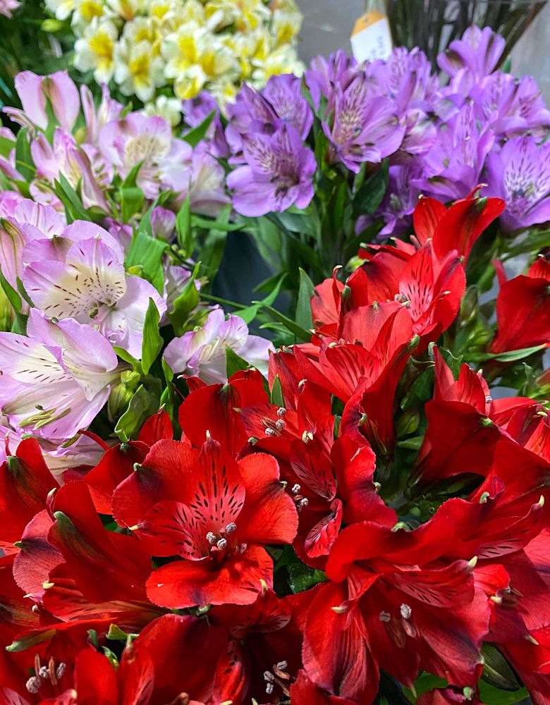 Purple, red and yellow alstroemeria