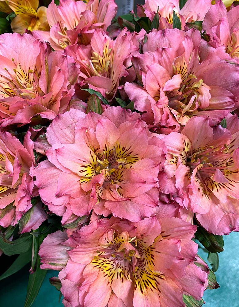 Alstroemeria Fashionista by Black Tulip Flowers