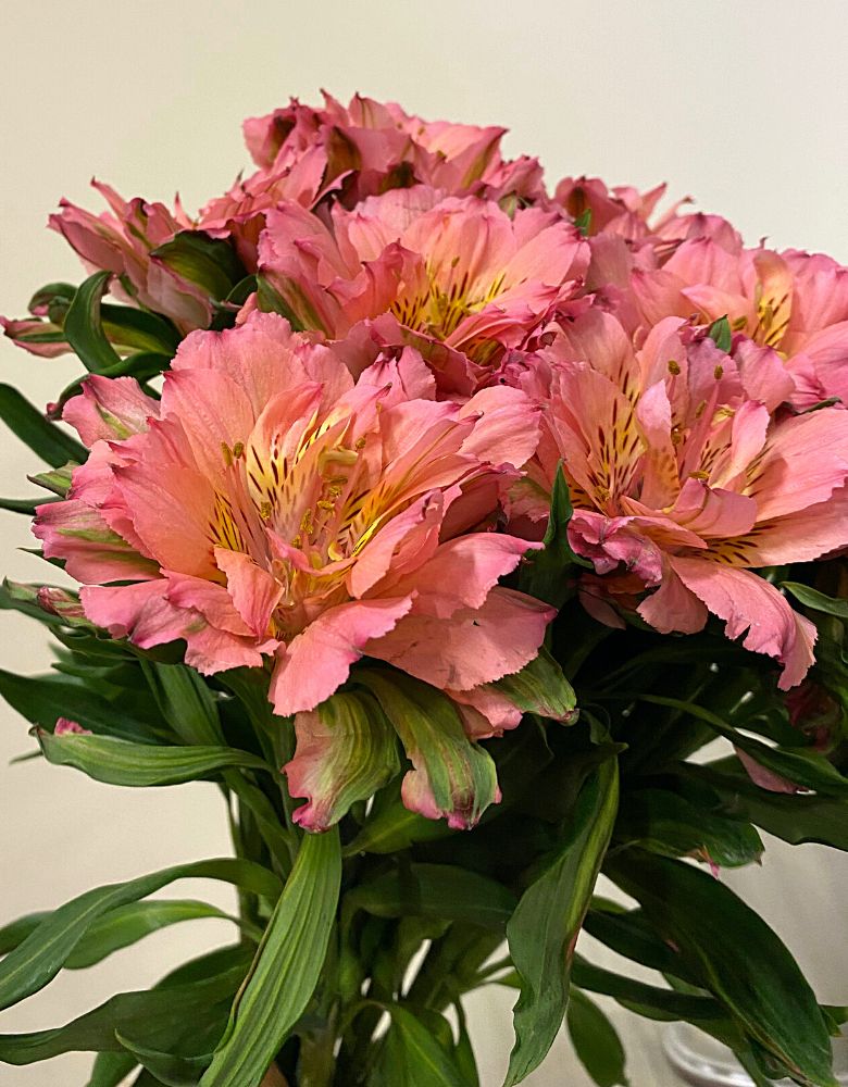 dark pink alstroemeria