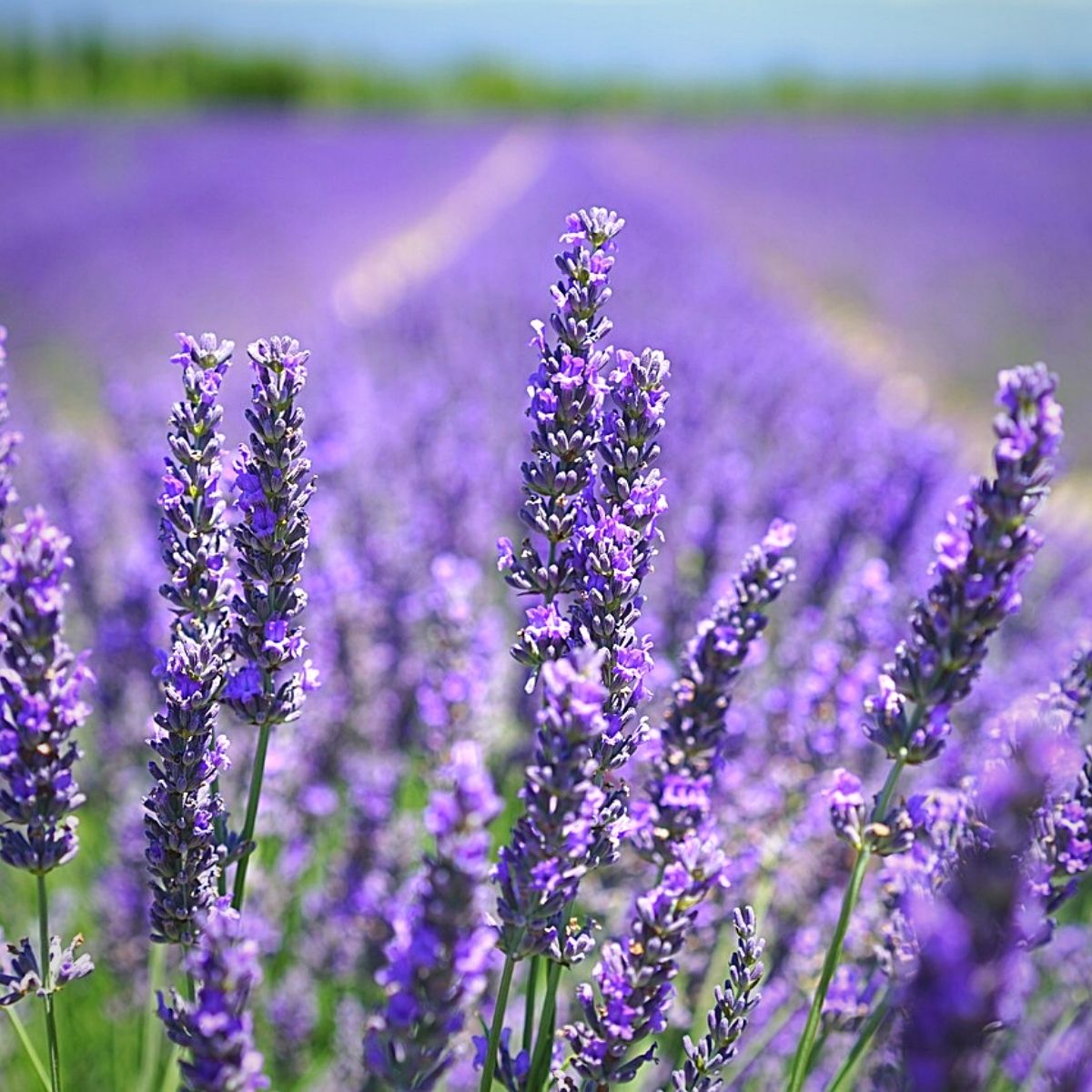 Lavender flowers