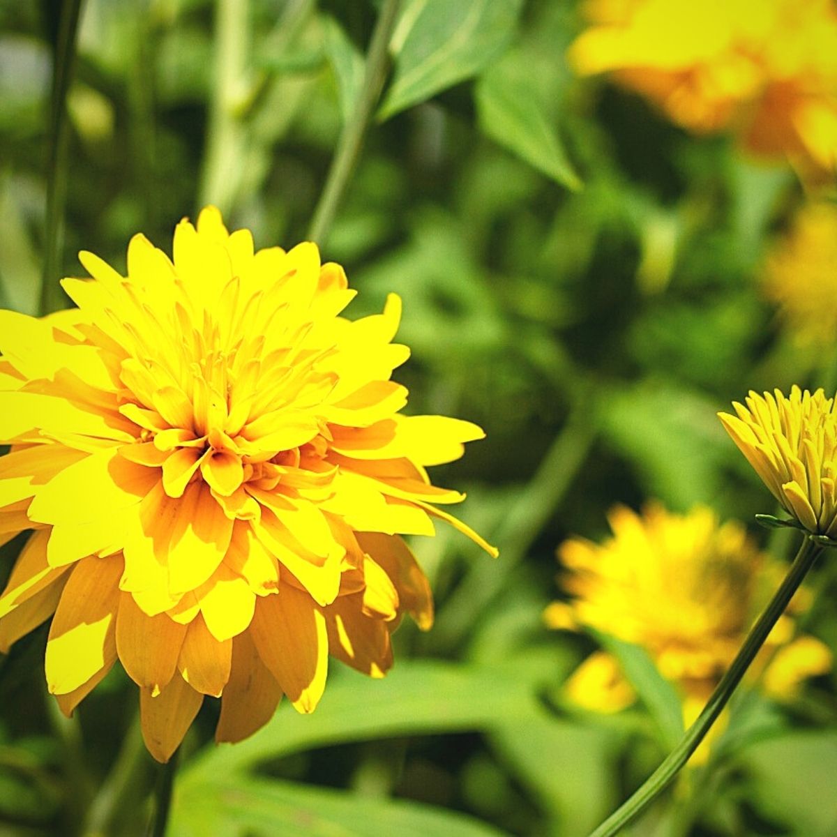 False Sunflower