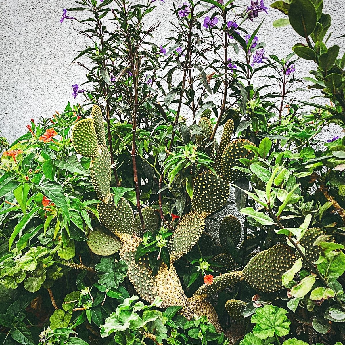 Cactus plants and flowers