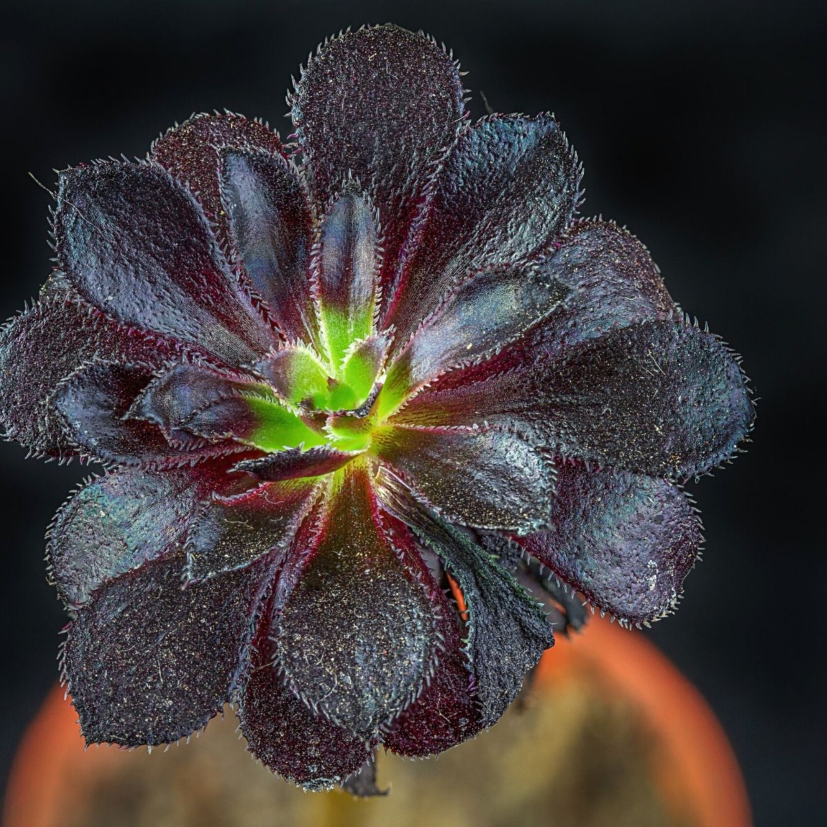 Purple flower on a cactus plant