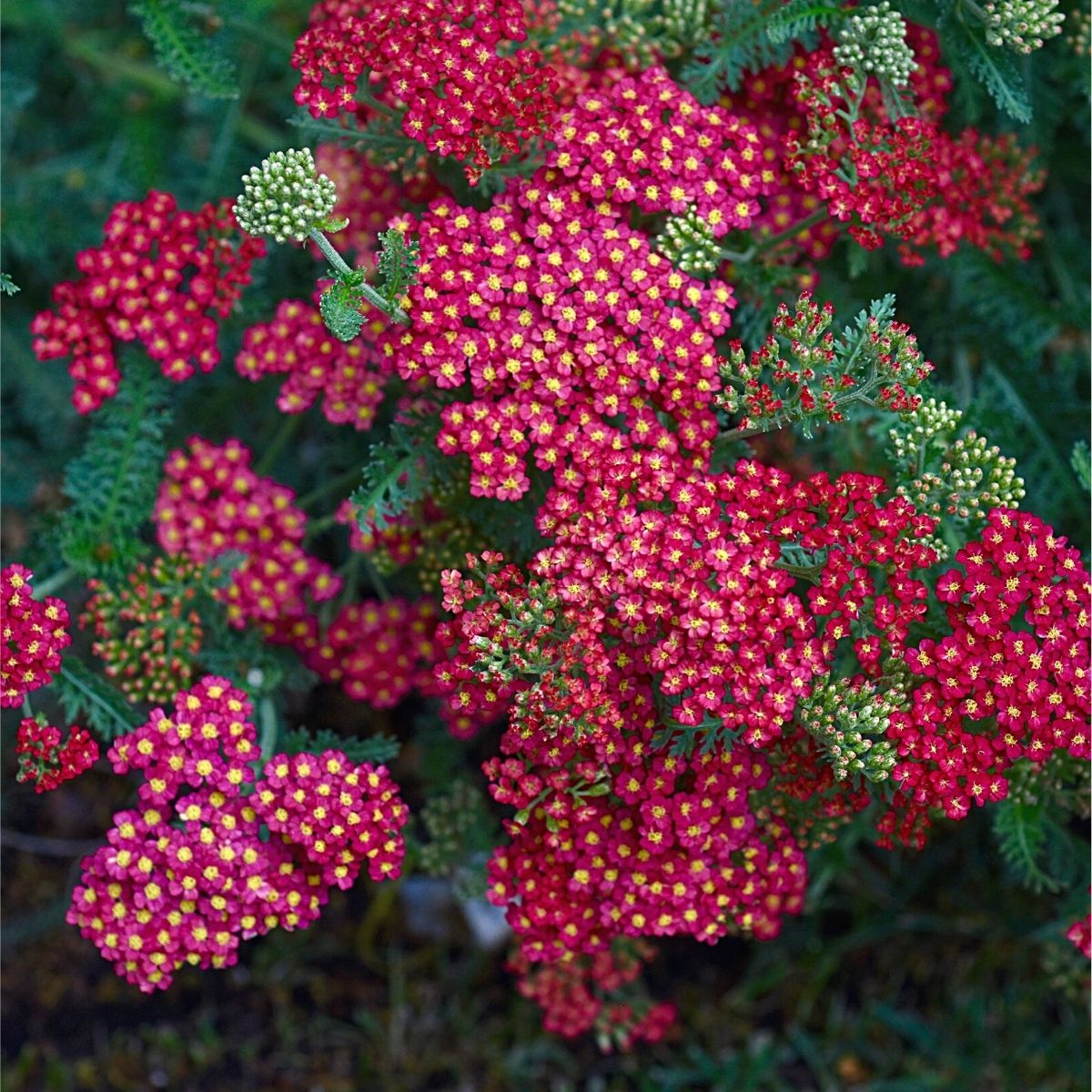 Pink Yarrow Flowers With Green Leaves