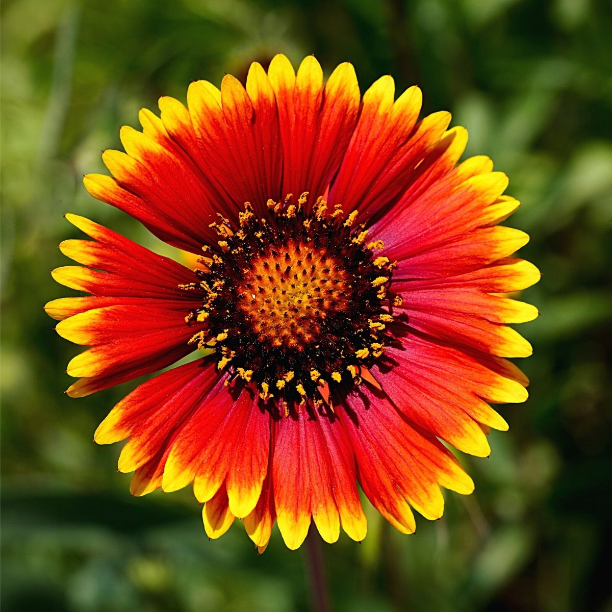 Gaillardia Flower