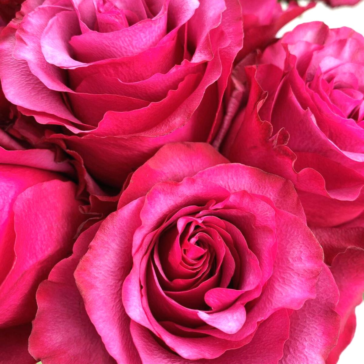 EQR quality roses