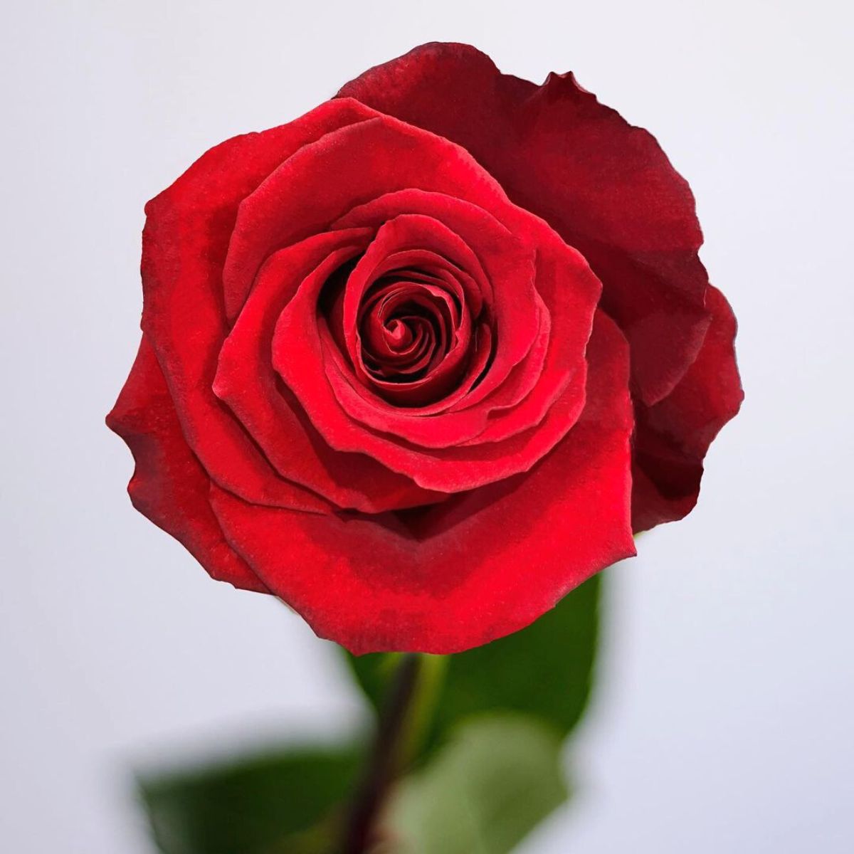 Gorgeous red roses for vday