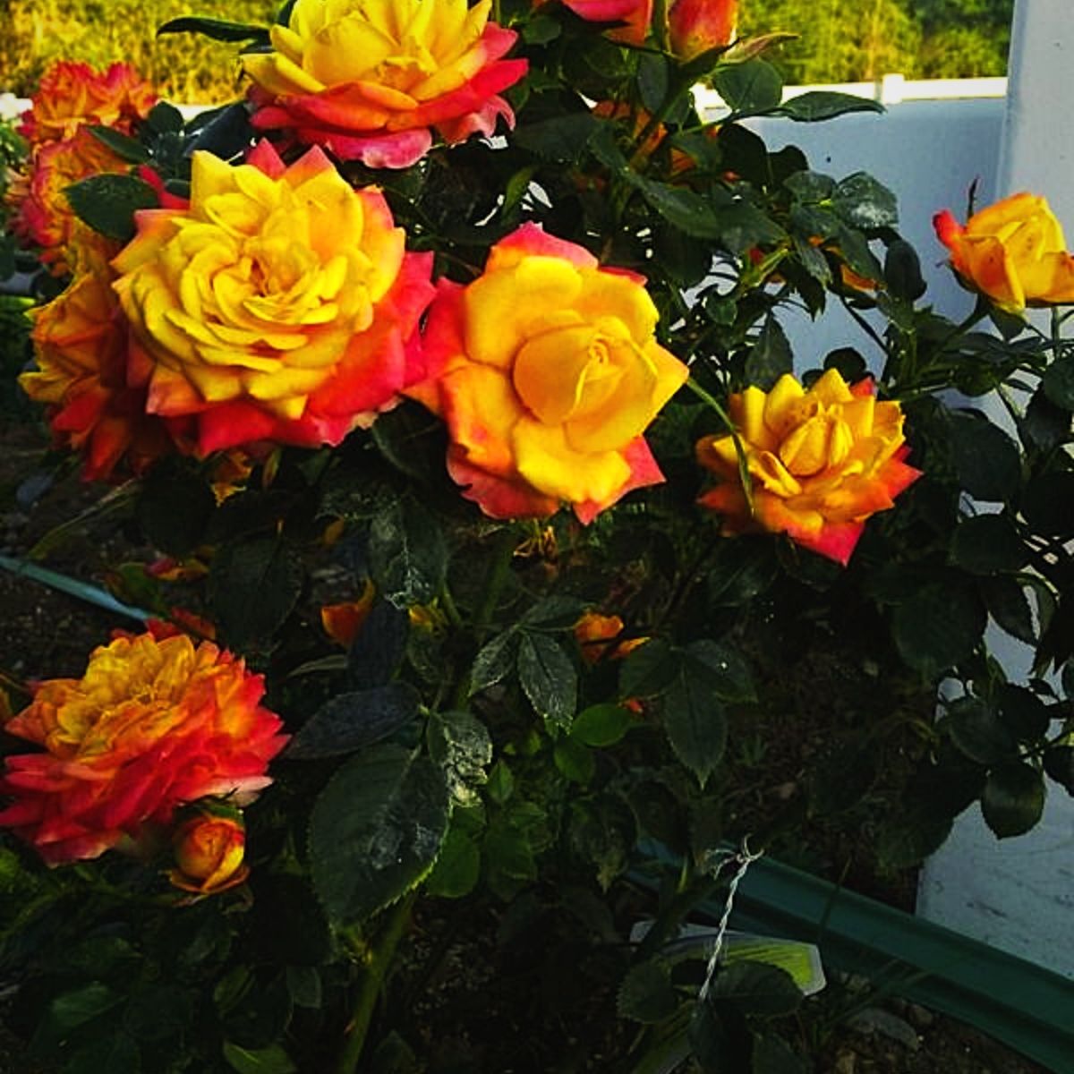 Rose Rainbow Sunblaze