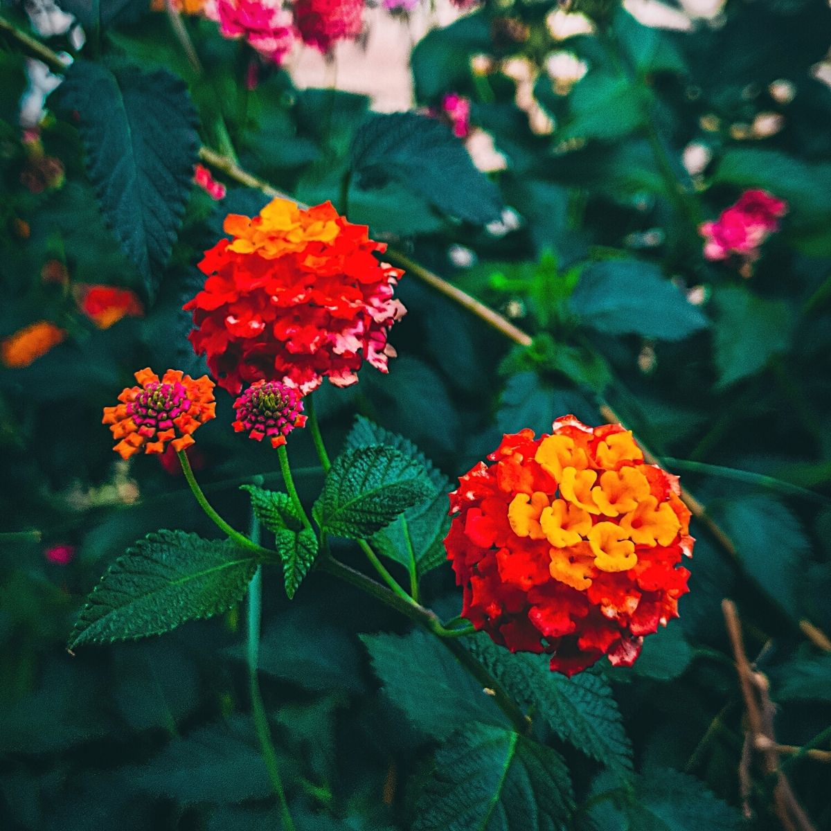 Lantana camara 